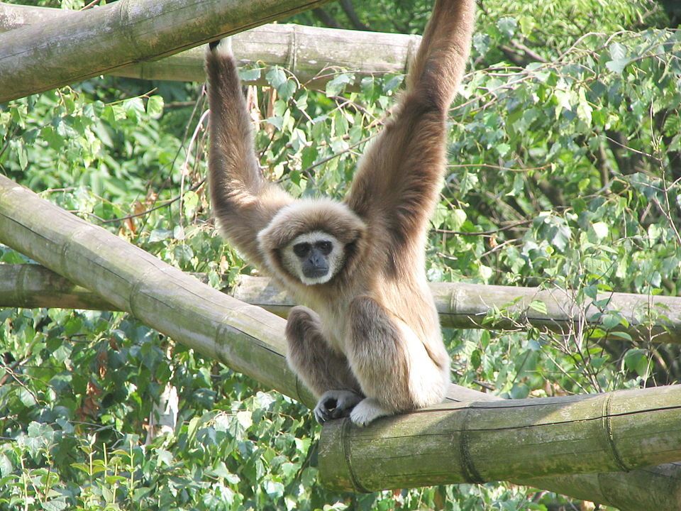 Narození gibona v plzeňské ZOO - naděje i výzvy