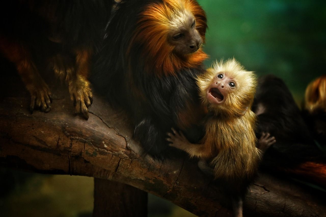 V plzeňské ZOO se narodilo vzácné mládě tamarína sedlového