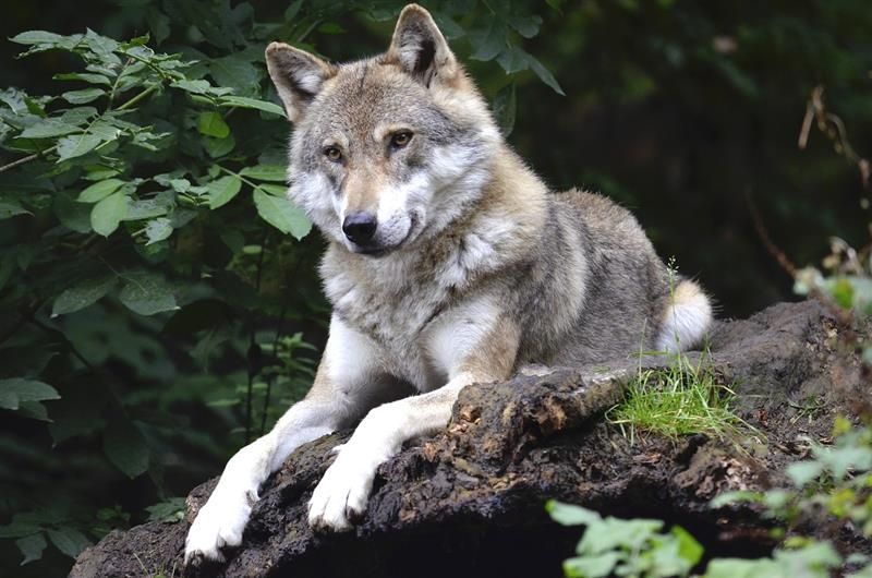 Kraj Vysočina vyplatil rekordní náhrady za škody způsobené chráněnými živočichy