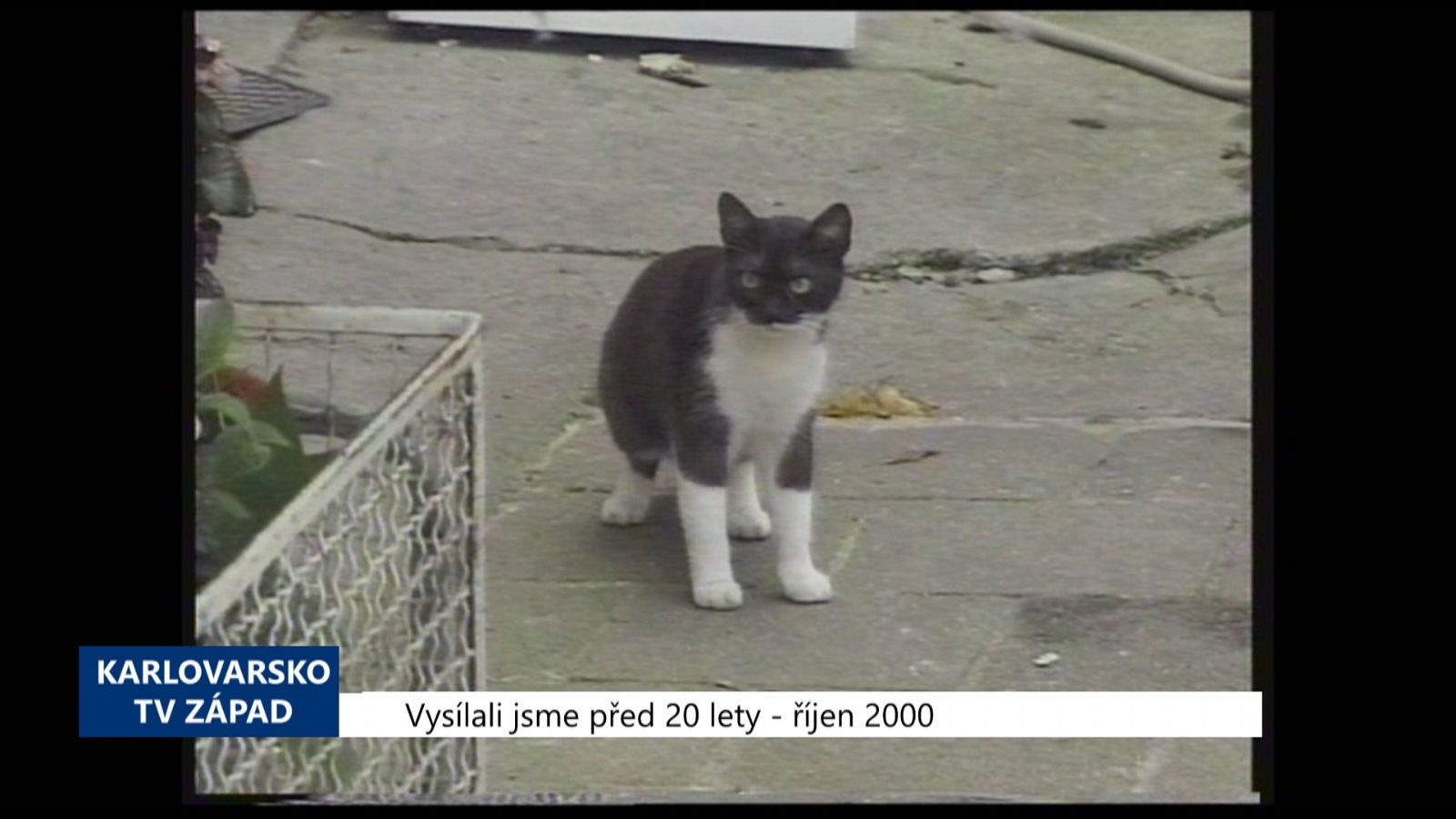 2000 – Cheb: Azylový dům pro kočky nevznikne (TV Západ)