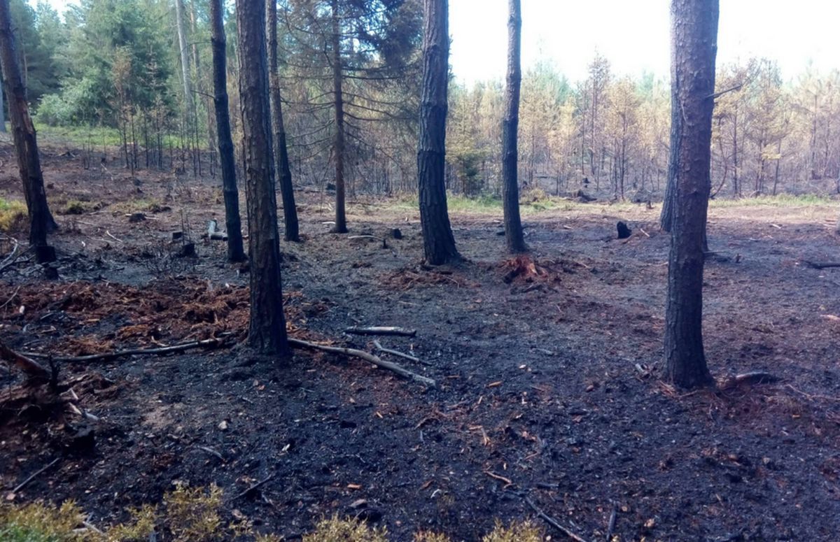 Hořící lesní porost hasily jednotky z Německa i z Karlovarského kraje