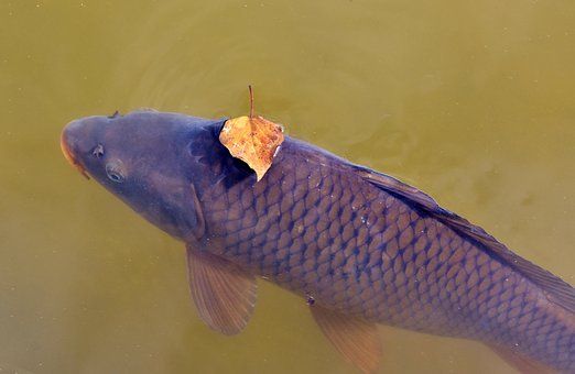  Karlovarský kraj vydal unikátní publikaci o rybách