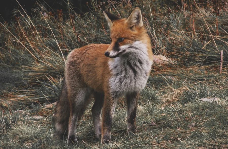 Pozor! V kraji řádí Měchožil bublinatý - tasemnice liščí