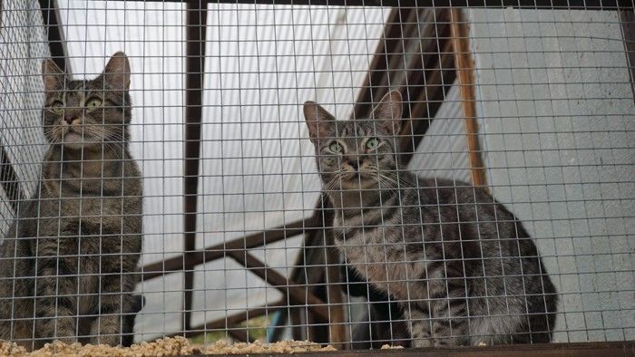 Sokolov: Město postaví útulek pro opuštěné kočky