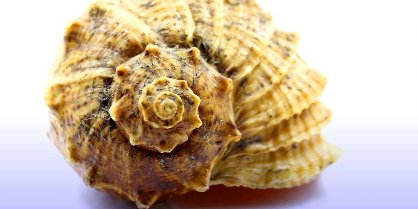 Indická lastura - přírodní lék na spánkovou apnoe