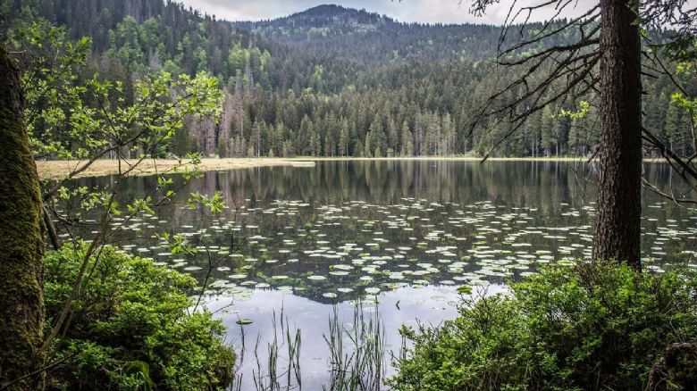 Lupina na Šumavě - z okrasné rostliny invazivní hrozba