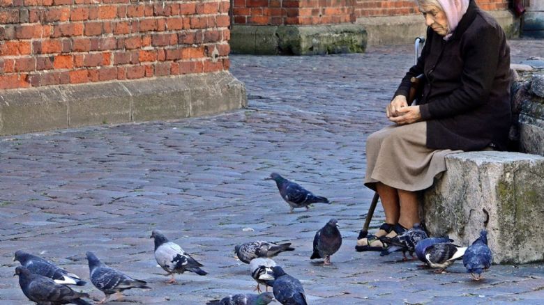 Plzeň spouští první městský holubník - lepší péče o holuby a čistější centrum