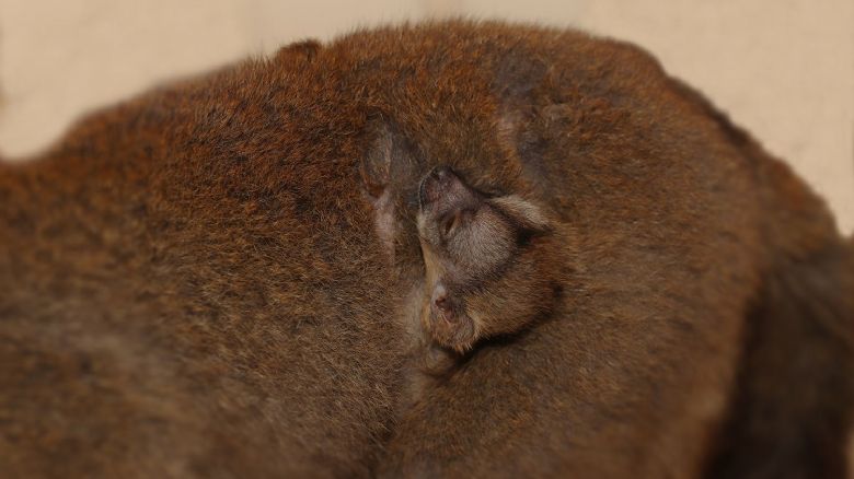 Plzeňská zoo slaví - první mláďata lemurů po 10 letech