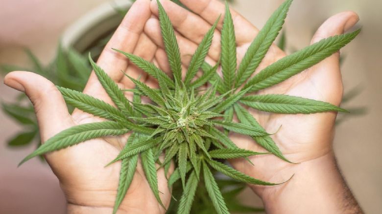 Marihuana - lék či zátěž pro zdraví?