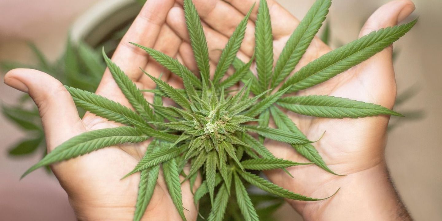Marihuana - lék či zátěž pro zdraví?
