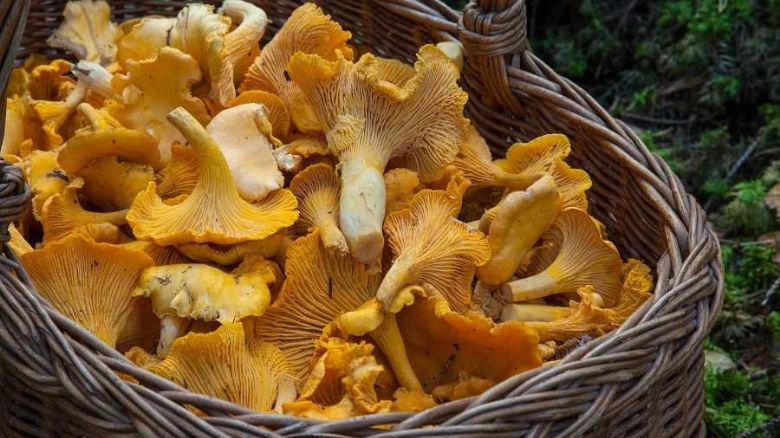 Houbařské žně v Olomouckém kraji: Pozor na jedovaté druhy