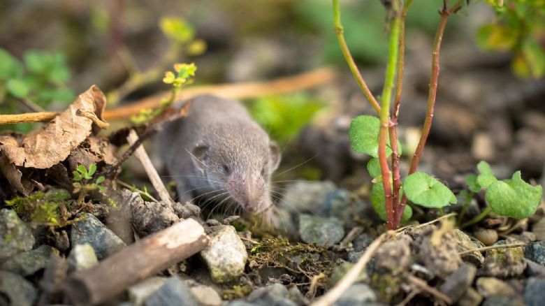 Borna virus má první oběti mezi lidmi, v Bavorsku
