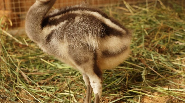 Historický úspěch: První mládě nandu Darwinových v plzeňské zoo
