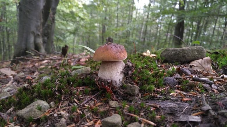 Na houbovou sezónu si ještě počkáme - vláha je, ale plodnice chybí