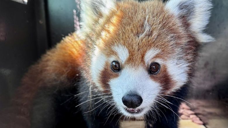 Nový samec pandy Mushu v Plzeňské ZOO