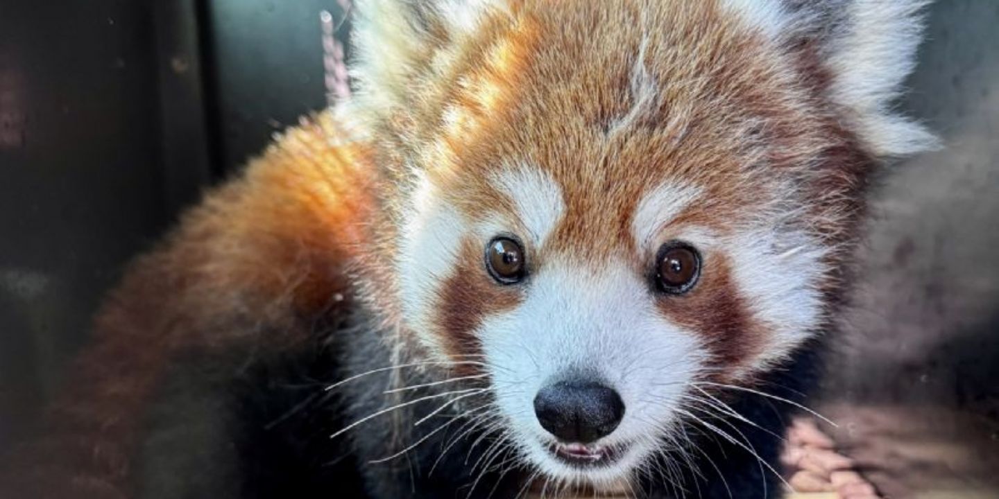 Nový samec pandy Mushu v Plzeňské ZOO
